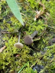 Hydropus praedecurrens