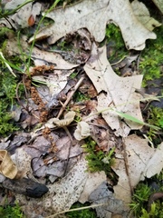 Hydropus praedecurrens