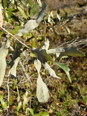 Quercus incana
