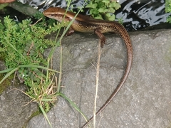 Eutropis multifasciata