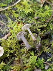 Hydropus praedecurrens