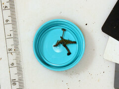 Hydropus praedecurrens