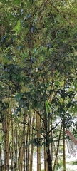 Myrtaceae