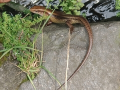 Eutropis multifasciata