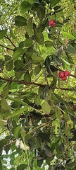 Myrtaceae