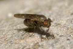 Scatella