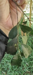 Myrtaceae
