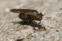 Scatella