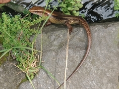 Eutropis multifasciata