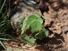 Abutilon sonneratianum