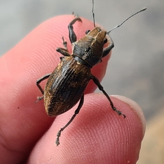 Teratopactus nodicollis