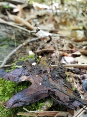 Mycena stylobates
