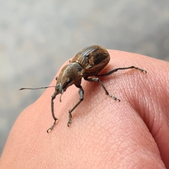 Teratopactus nodicollis