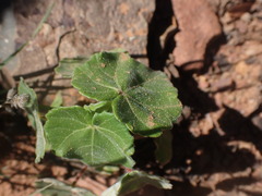 Abutilon sonneratianum