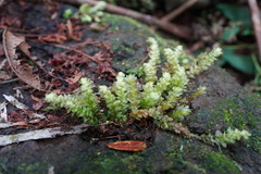 Calyptrochaeta asplenioides