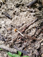 Conocybe smithii