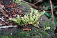 Calyptrochaeta asplenioides
