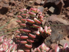 Crassula rupestris