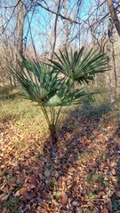Trachycarpus fortunei