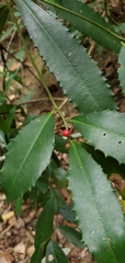 Ardisia cornudentata morrisonensis