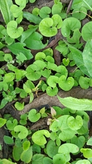 Dichondra microcalyx