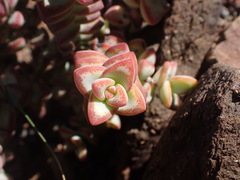 Crassula rupestris