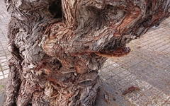 Inocutis tamaricis
