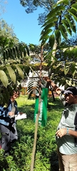 Burseraceae