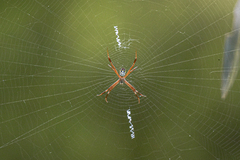 Argiope dang