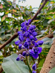 Dichorisandra thyrsiflora