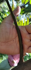 Burseraceae