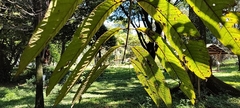 Burseraceae