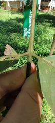 Burseraceae