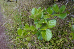 Monimia rotundifolia