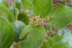 Monimia rotundifolia