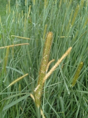 Setaria sphacelata