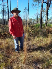 Sorghastrum