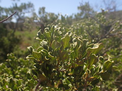Euclea undulata