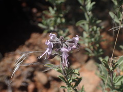 Ocimum burchellianum