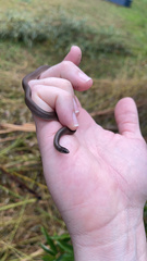 Haldea striatula