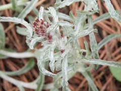 Gamochaeta filaginea