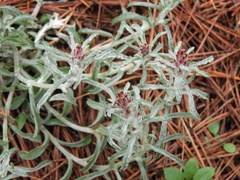 Gamochaeta filaginea