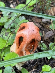 Clathrus columnatus