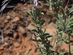 Ocimum burchellianum