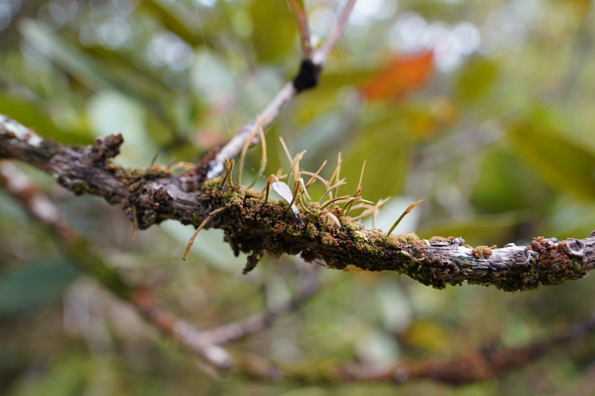 Dendroceros borbonicus