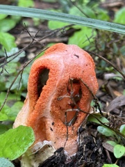 Clathrus columnatus
