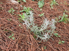 Gamochaeta filaginea