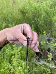 Somatochlora tenebrosa