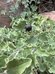 Cysteodemus wislizeni