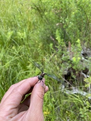 Somatochlora tenebrosa